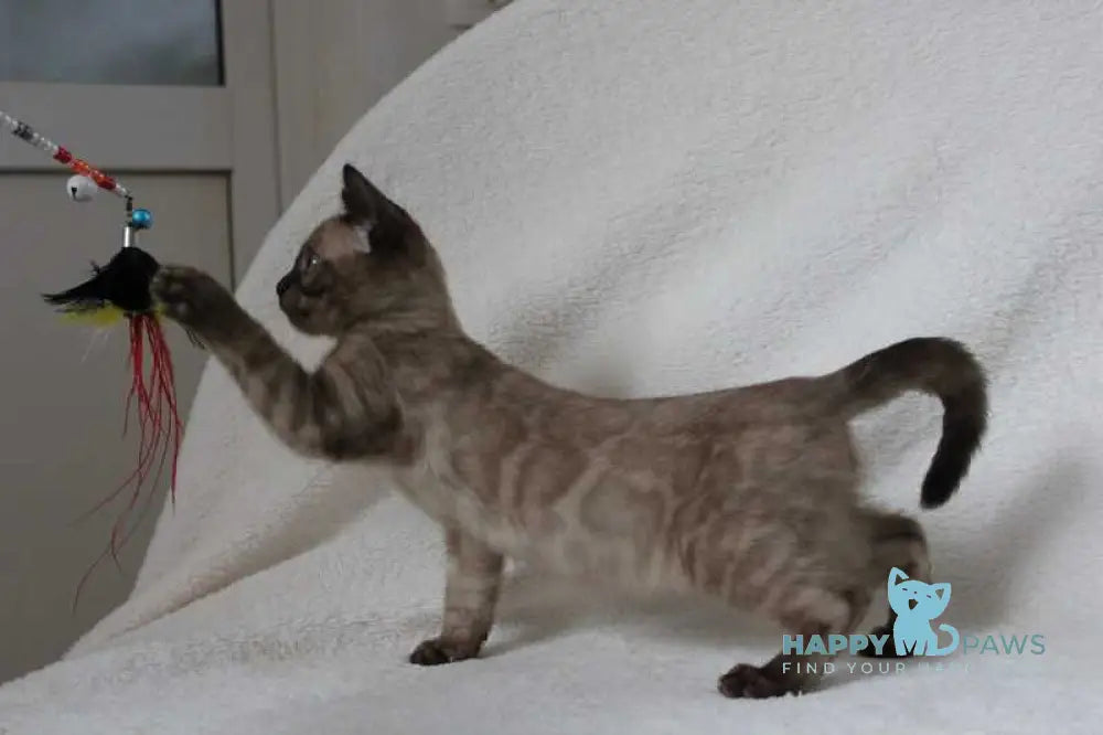 Nutella Bengal female black pointed live animals