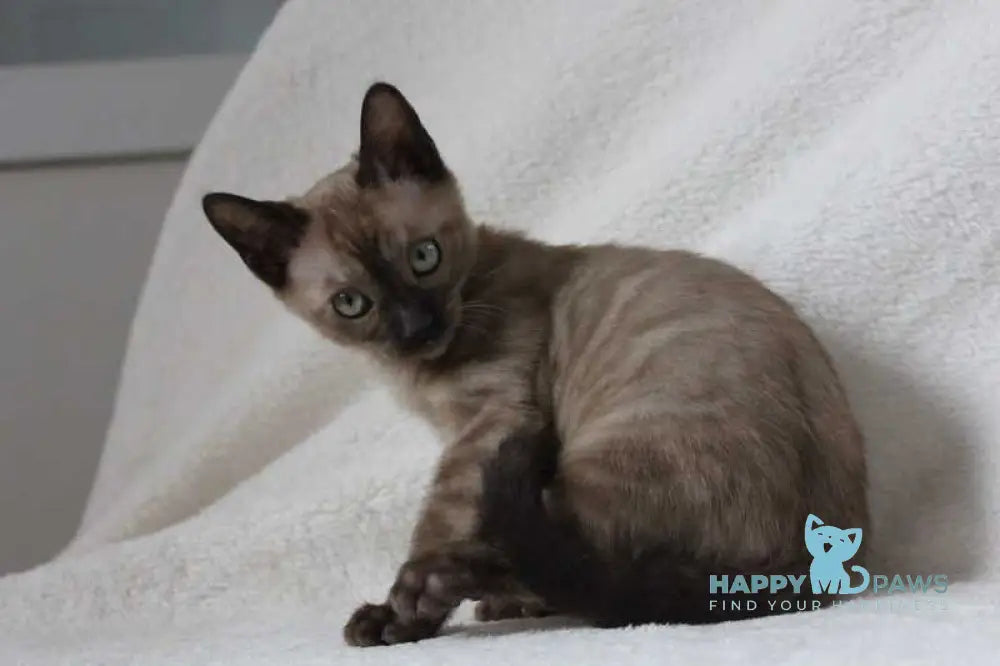 Nutella Bengal female black pointed live animals