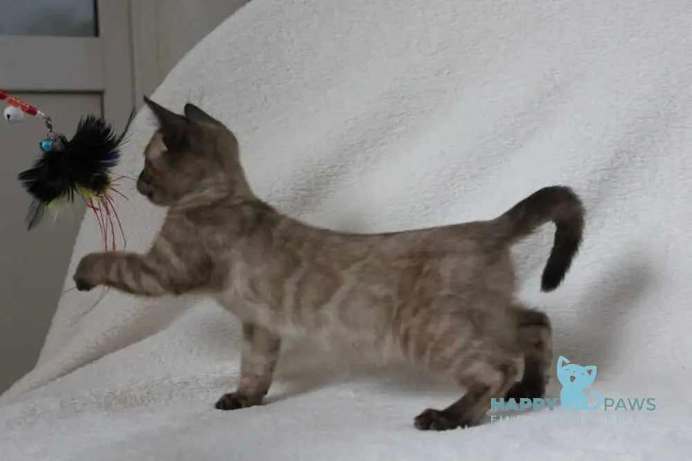 Nutella Bengal female black pointed live animals