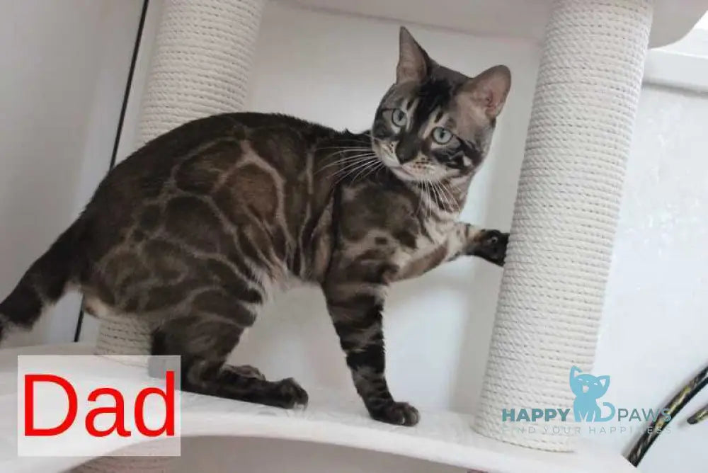 Nutella Bengal female black pointed live animals