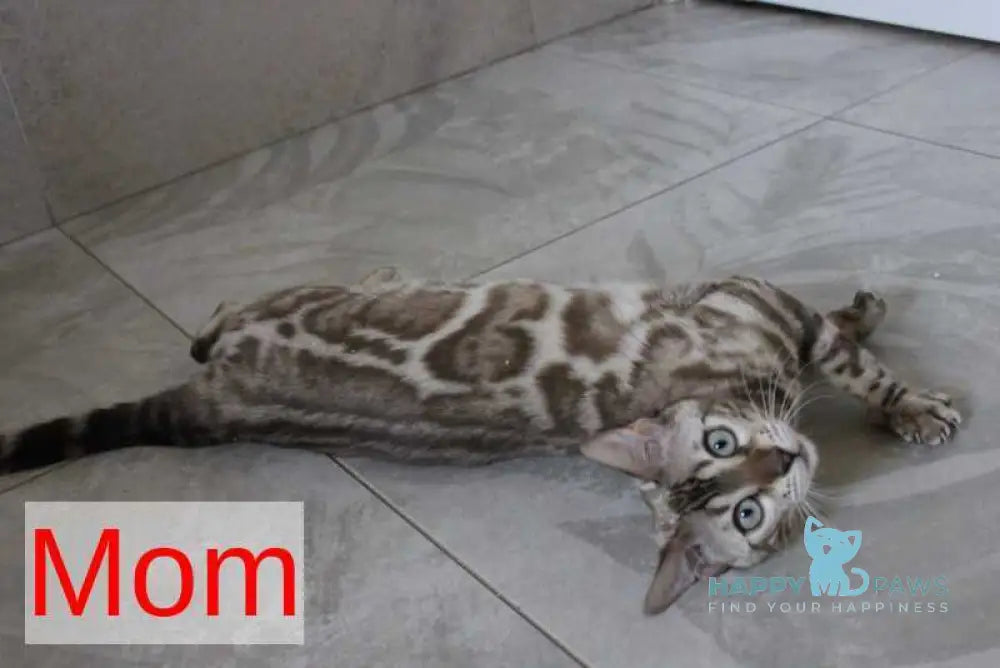 Nutella Bengal female black pointed live animals