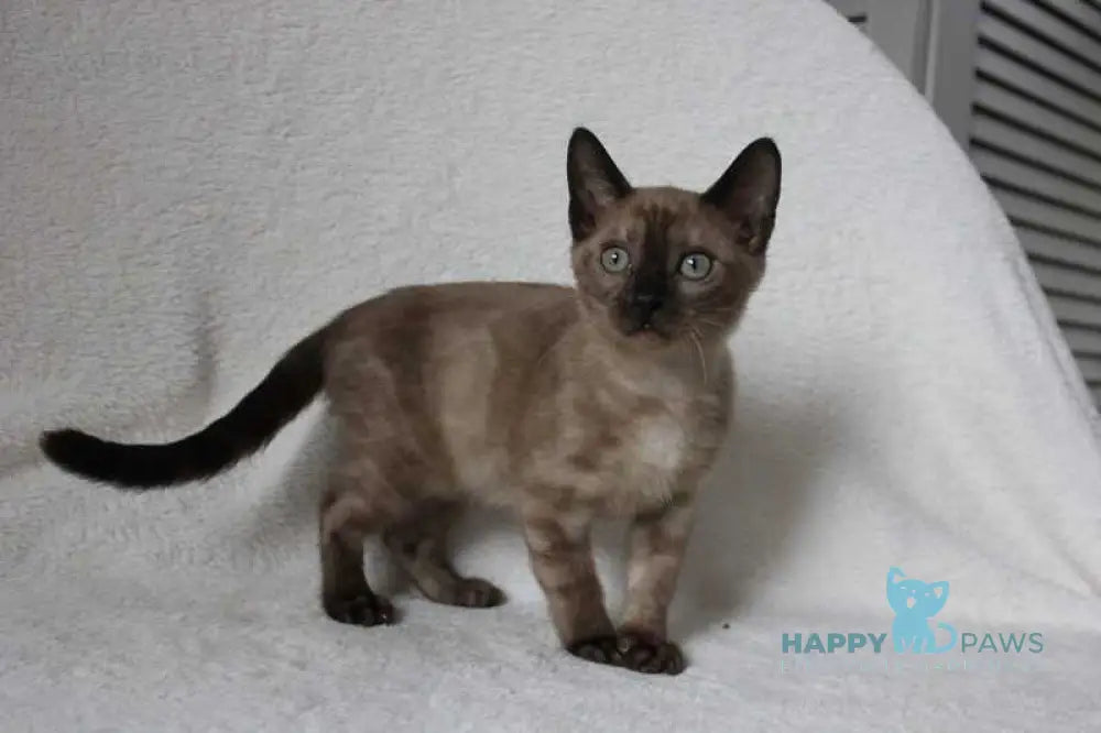 Nutella Bengal female black pointed live animals
