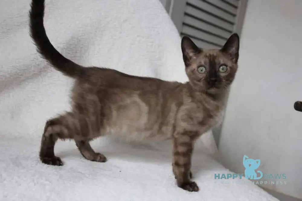 Nutella Bengal female black pointed live animals
