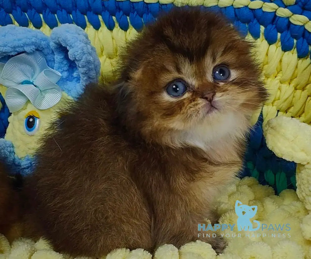 Nutella Scottish Fold female black ticked tabby live animals