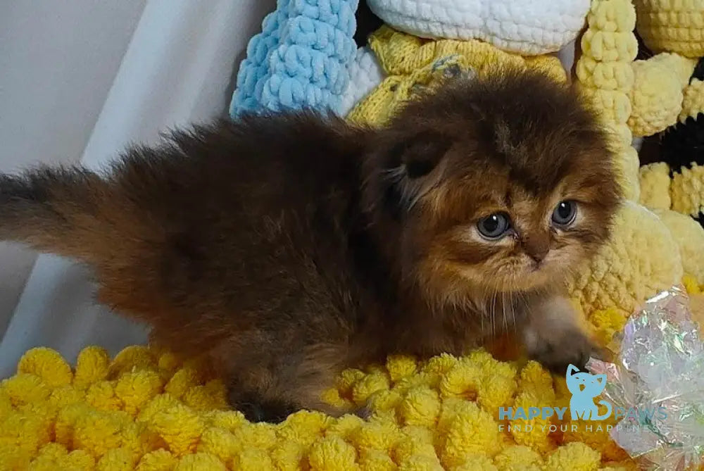 Nutella Scottish Fold female black ticked tabby live animals