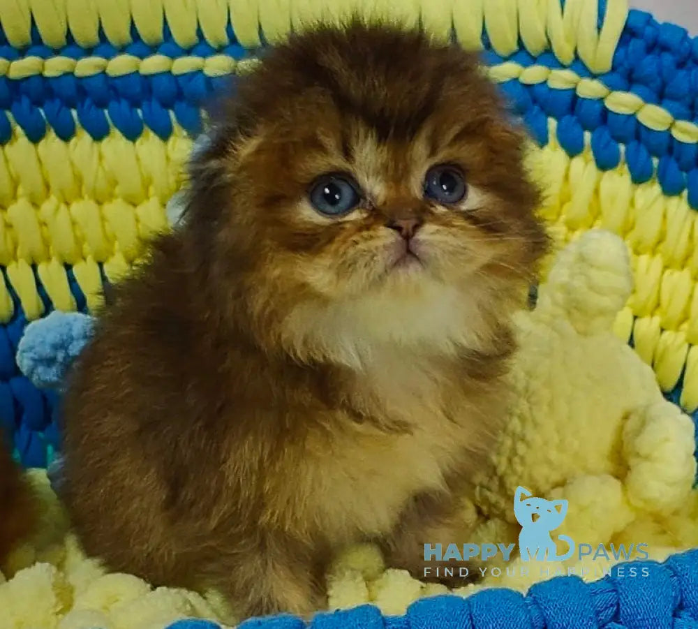 Nutella Scottish Fold female black ticked tabby live animals