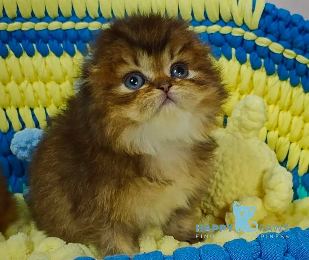 Nutella Scottish Fold female black ticked tabby live animals