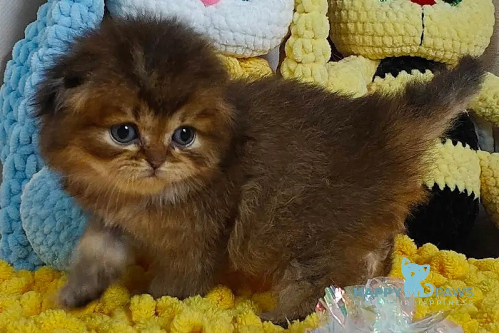 Nutella Scottish Fold female black ticked tabby live animals