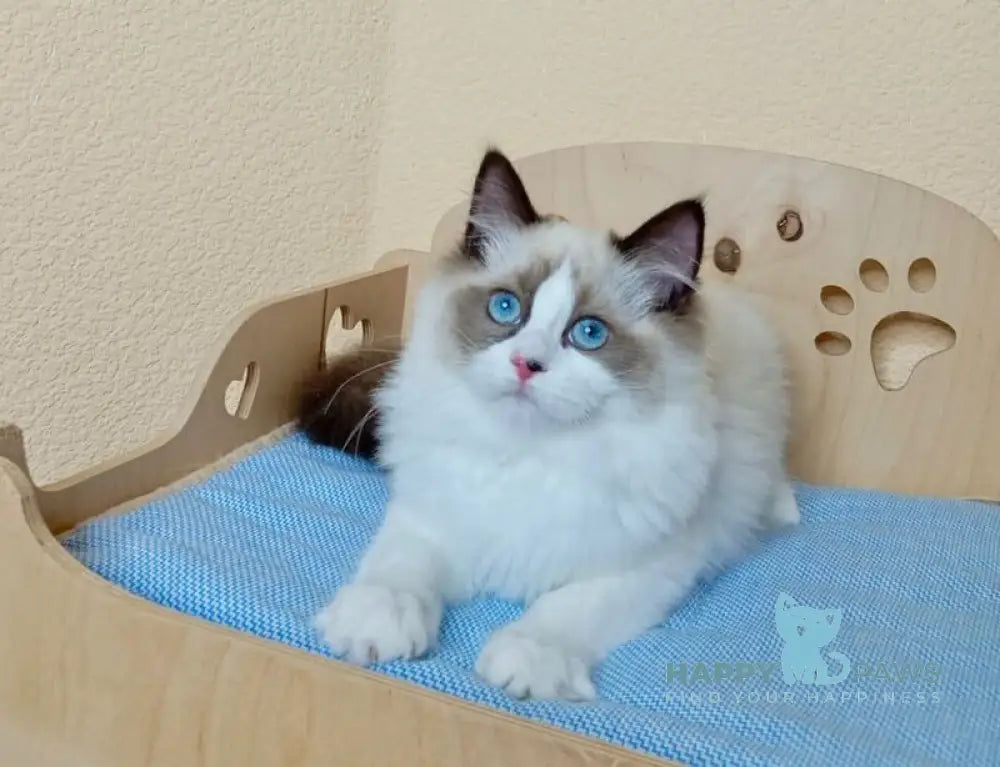 Nutra Ragdoll female seal bicolour live animals