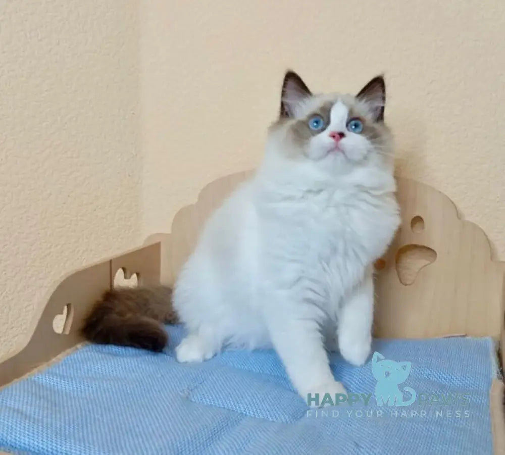 Nutra Ragdoll female seal bicolour live animals