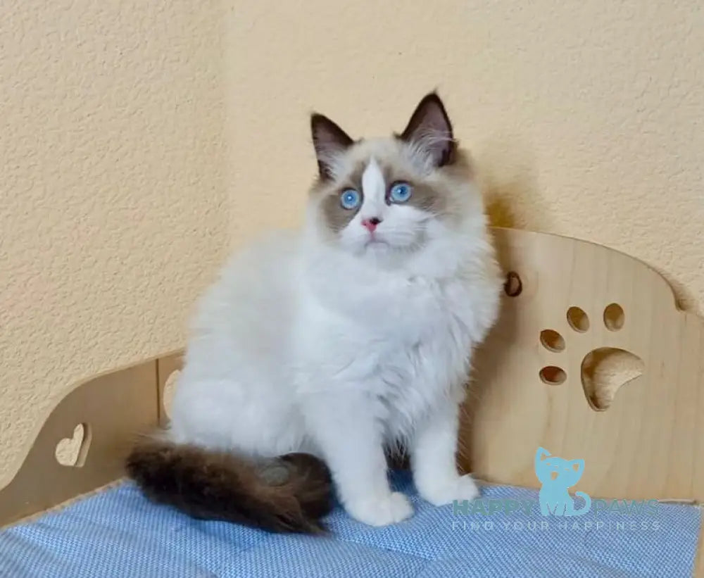 Nutra Ragdoll female seal bicolour live animals