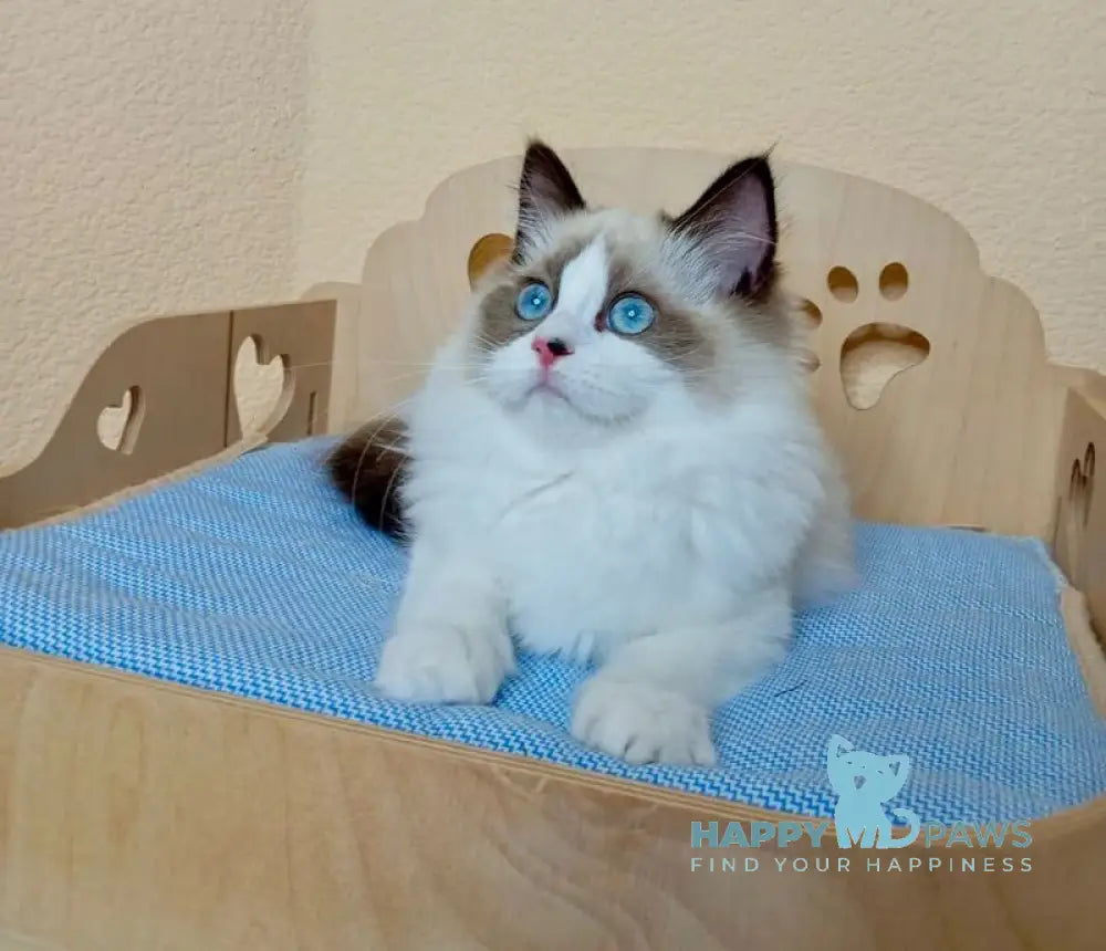 Nutra Ragdoll female seal bicolour live animals