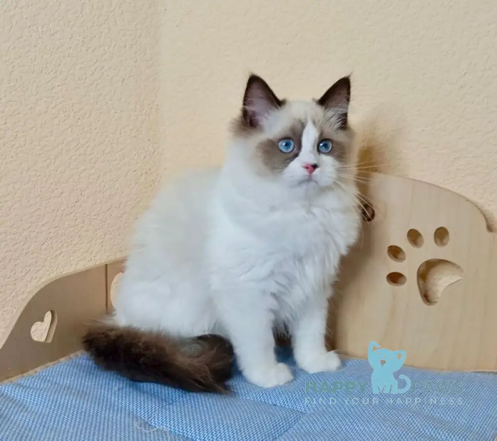 Nutra Ragdoll female seal bicolour live animals