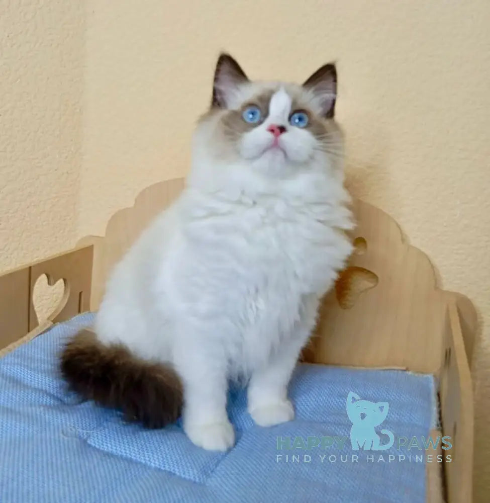 Nutra Ragdoll female seal bicolour live animals