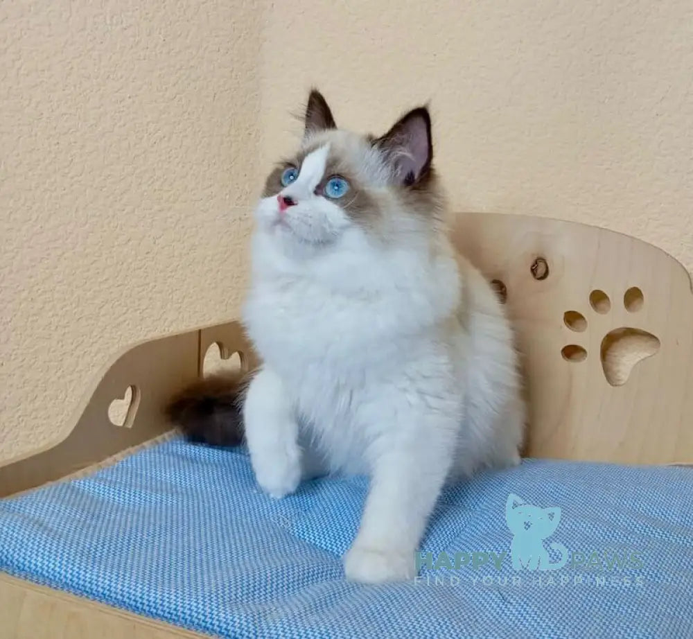 Nutra Ragdoll female seal bicolour live animals