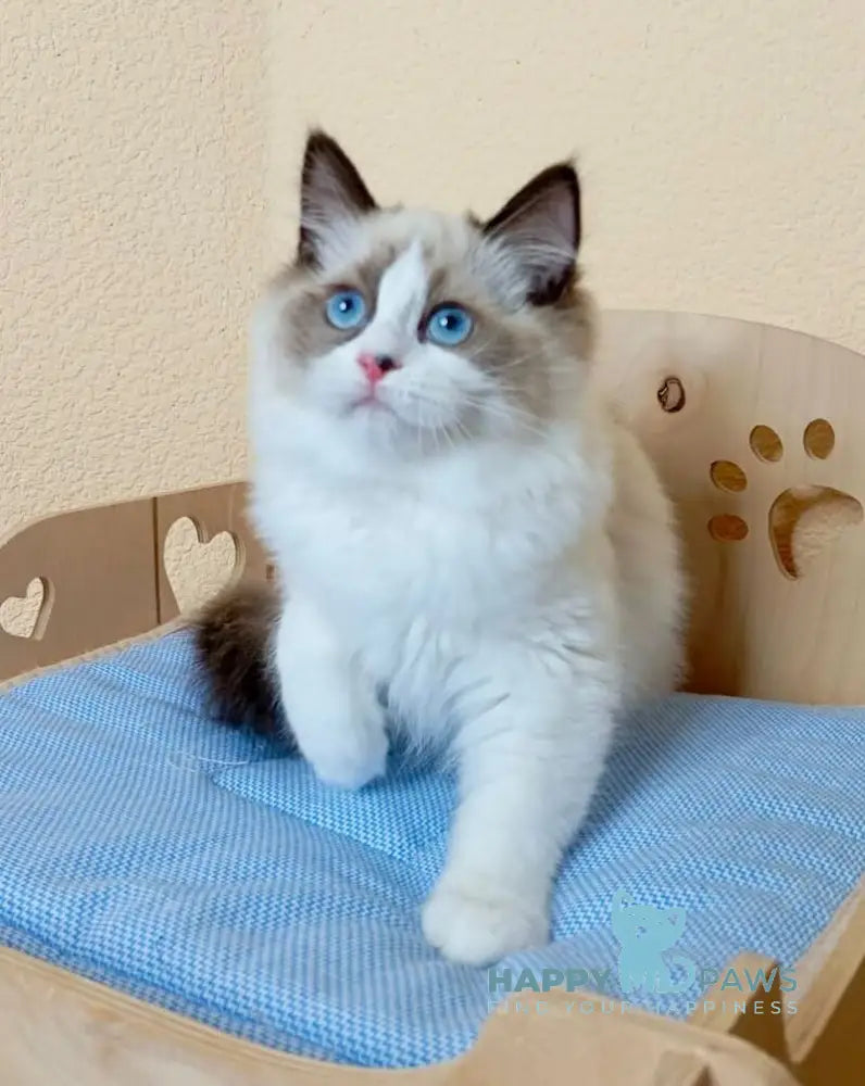 Nutra Ragdoll female seal bicolour live animals