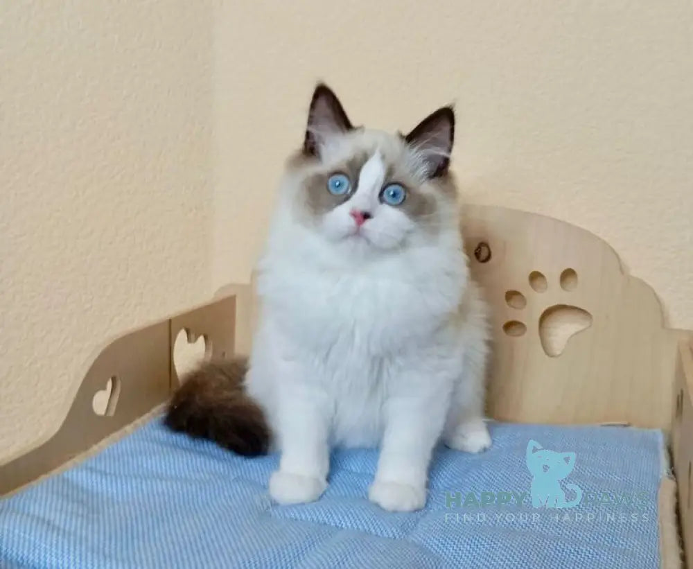 Nutra Ragdoll female seal bicolour live animals
