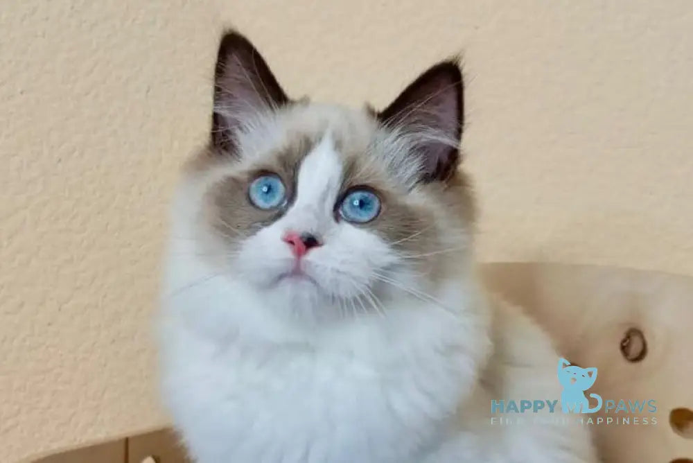 Nutra Ragdoll female seal bicolour live animals