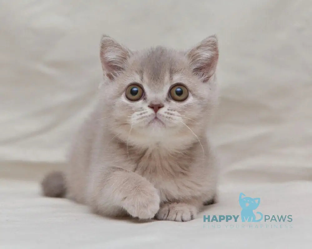 Nyasha British Shorthair female lilac ticked tabby live animals