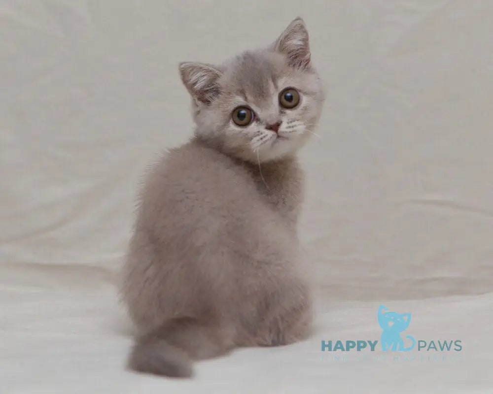 Nyasha British Shorthair female lilac ticked tabby live animals