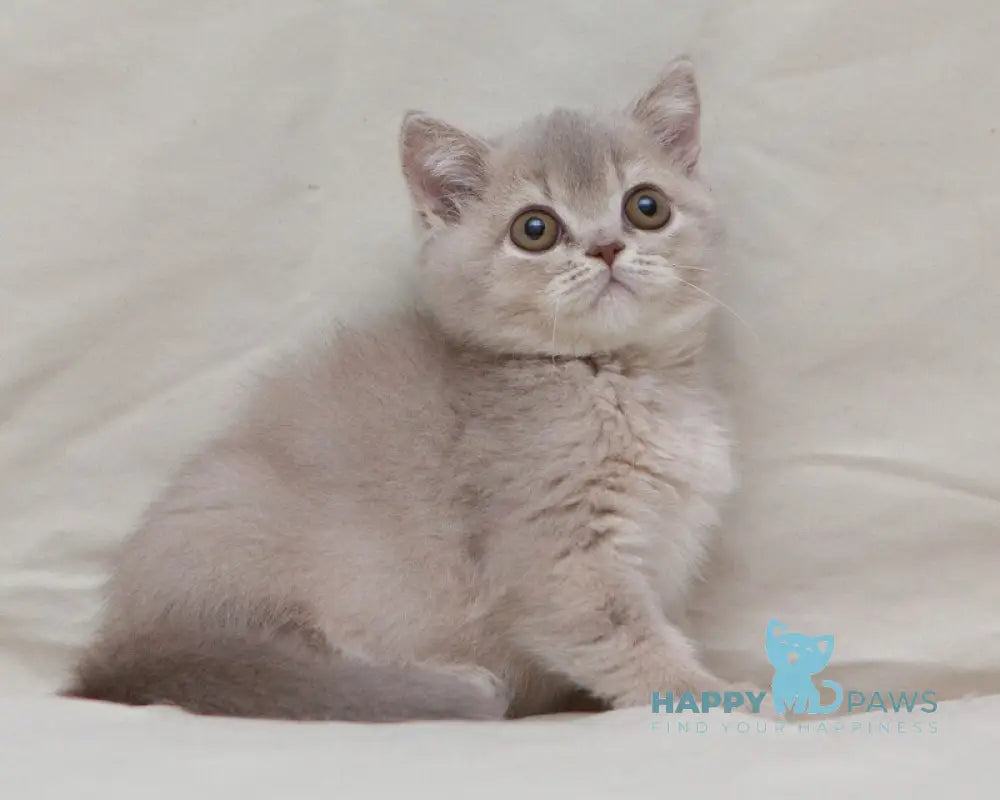 Nyasha British Shorthair female lilac ticked tabby live animals