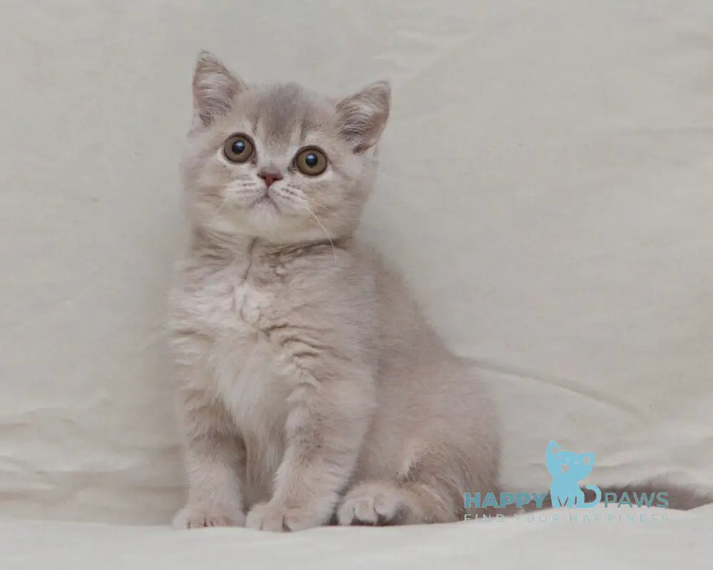 Nyasha British Shorthair female lilac ticked tabby live animals