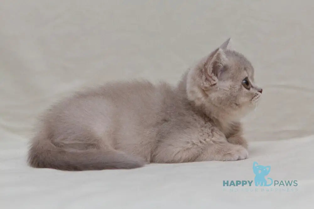 Nyasha British Shorthair female lilac ticked tabby live animals