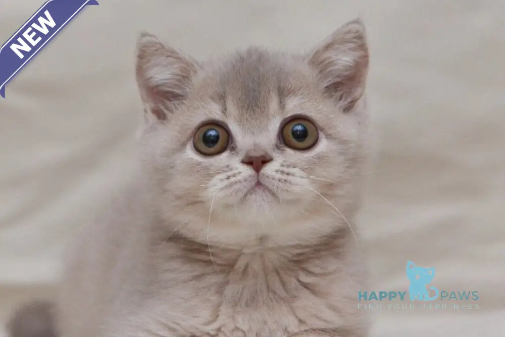 Nyasha British Shorthair female lilac ticked tabby live animals