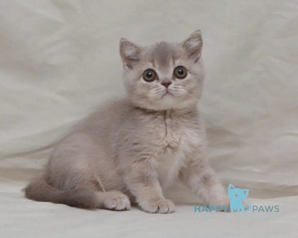 Nyasha British Shorthair female lilac ticked tabby live animals