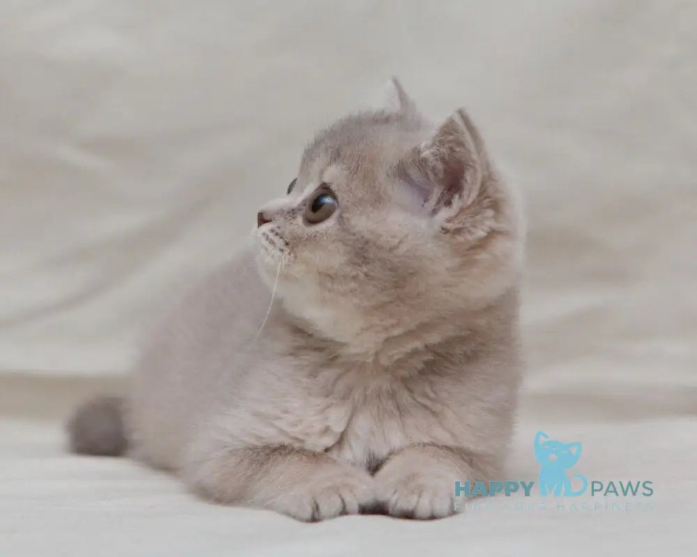Nyasha British Shorthair female lilac ticked tabby live animals