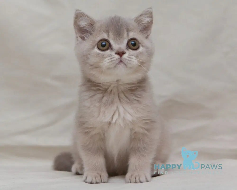 Nyasha British Shorthair female lilac ticked tabby live animals