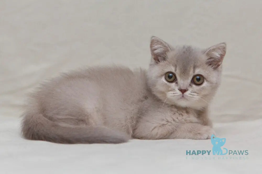 Nyasha British Shorthair female lilac ticked tabby live animals