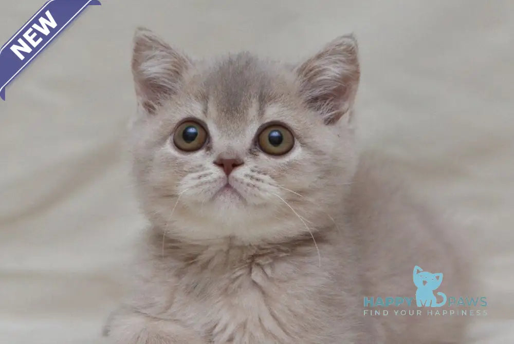 Nyasha British Shorthair female lilac ticked tabby live animals