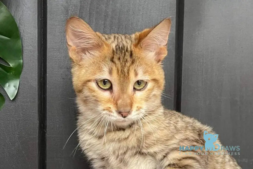 Nys Toyger male brown tabby live animals