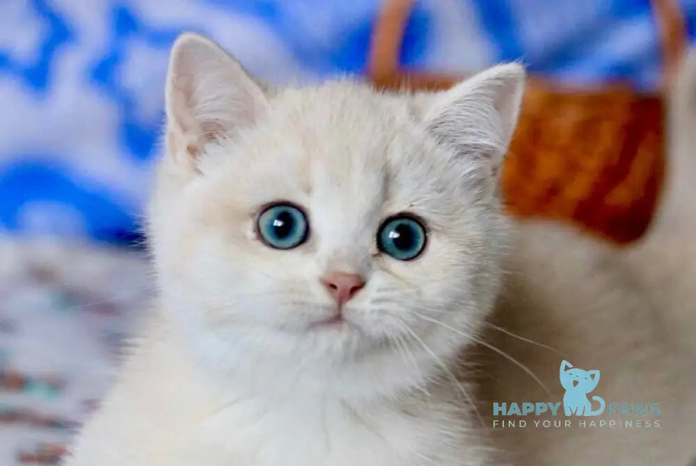 Nyssa British Shorthair female blue golden chinchilla live animals