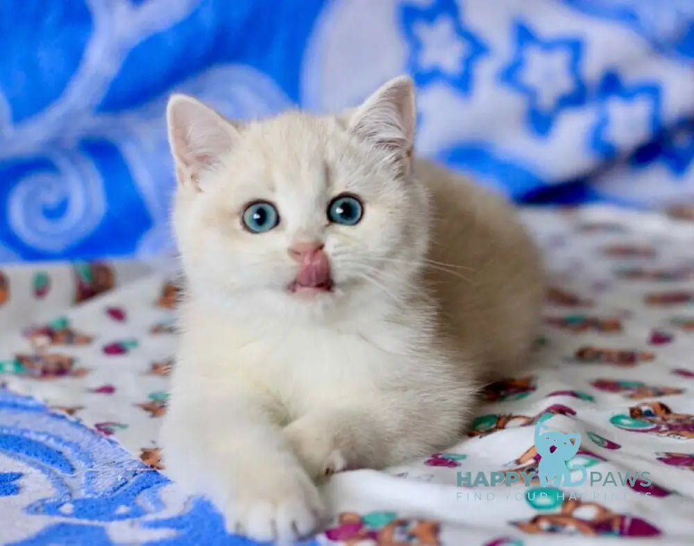 Nyssa British Shorthair female blue golden chinchilla live animals