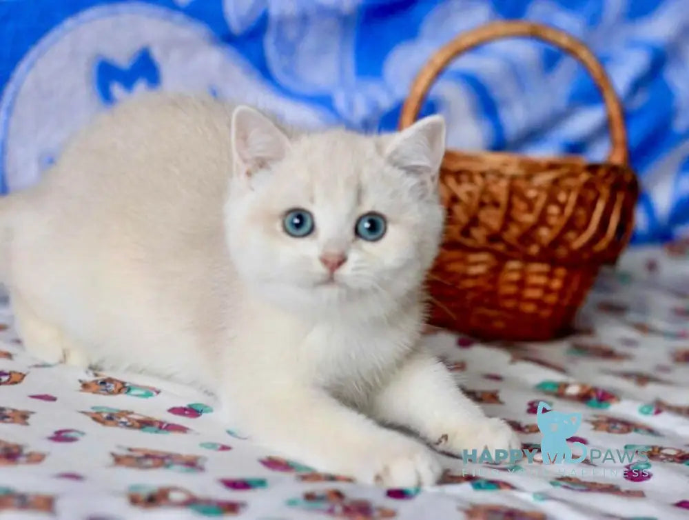 Nyssa British Shorthair female blue golden chinchilla live animals