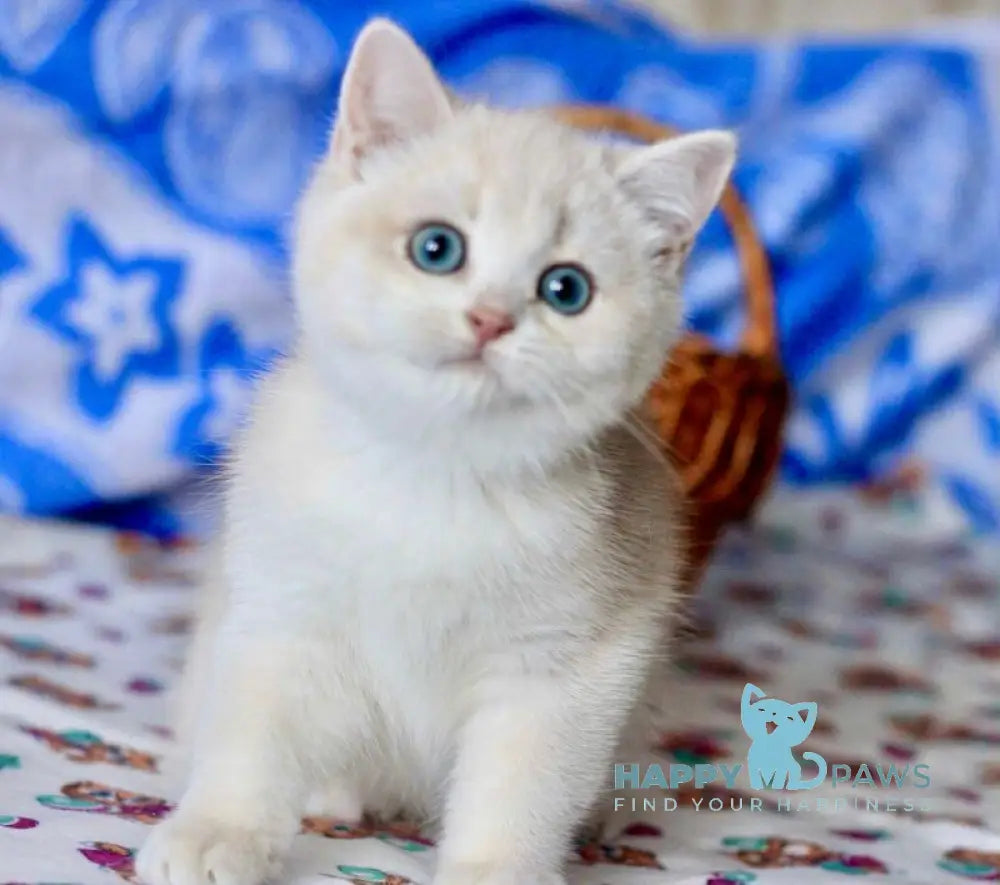 Nyssa British Shorthair female blue golden chinchilla live animals