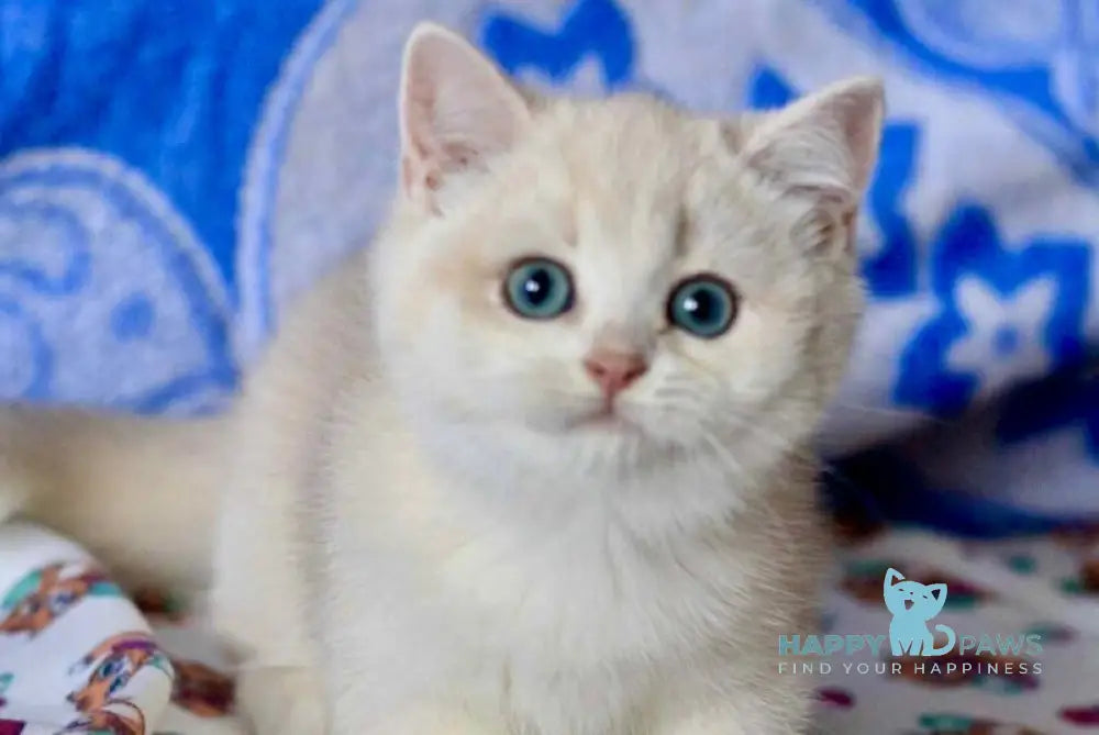 Nyssa British Shorthair female blue golden chinchilla live animals
