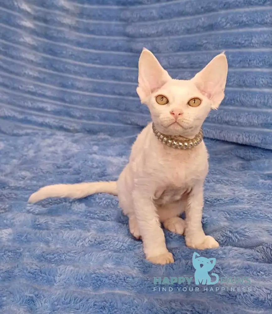 Nyssa Devon Rex female white live animals