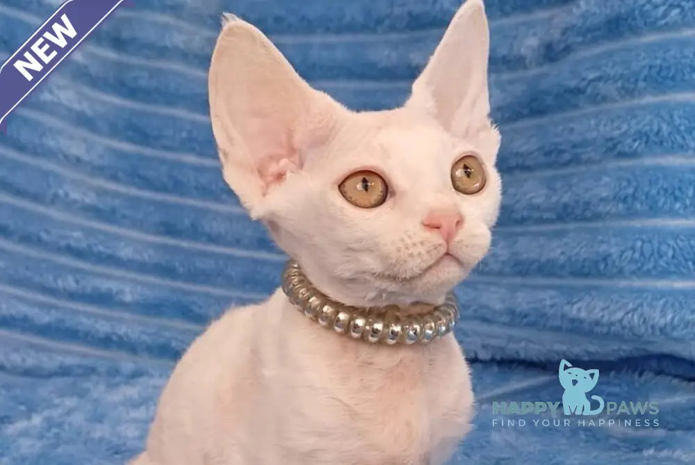 Nyssa Devon Rex female white live animals