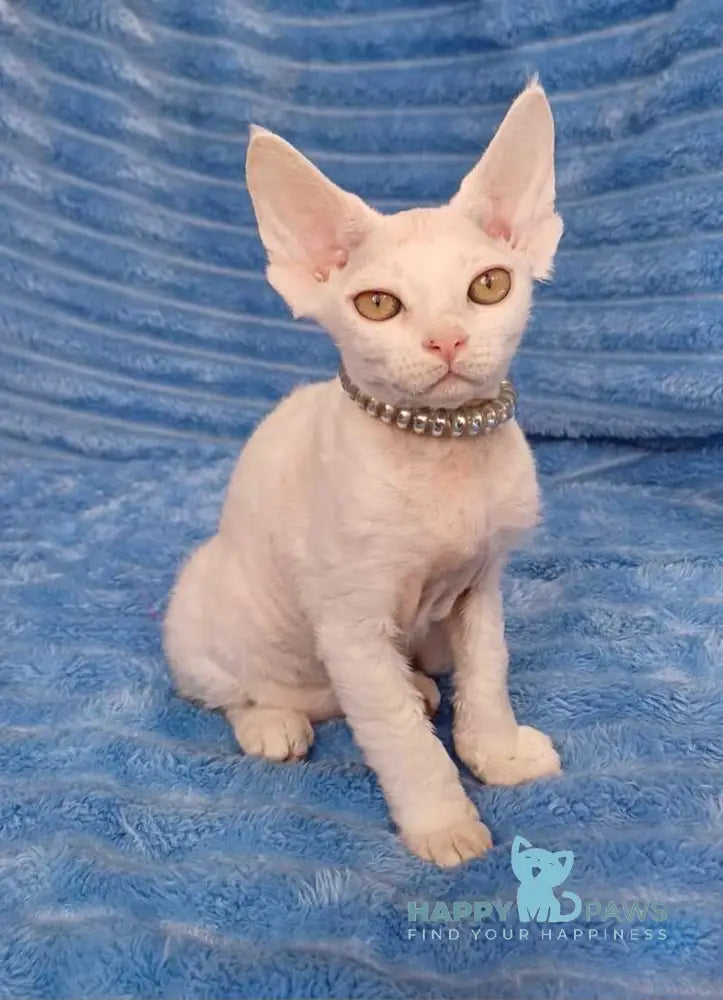 Nyssa Devon Rex female white live animals