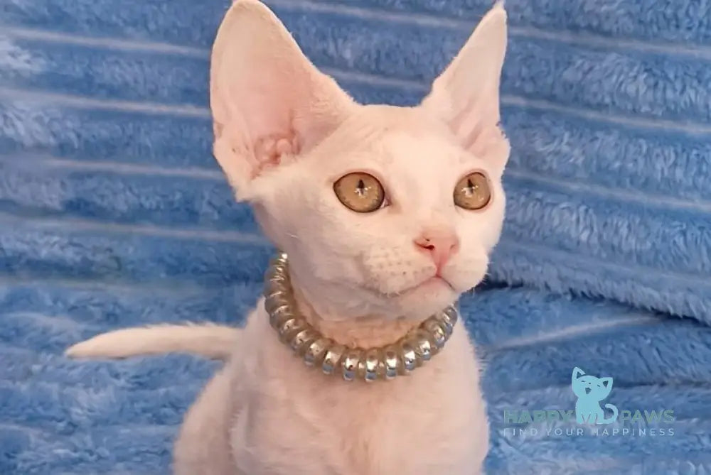Nyssa Devon Rex female white live animals