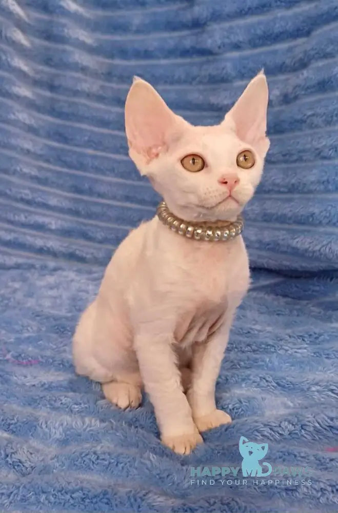 Nyssa Devon Rex female white live animals