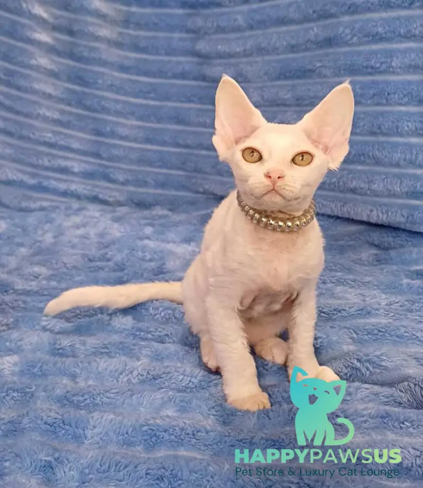 Nyssa Devon Rex female white live animals