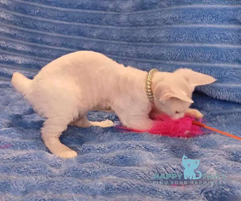 Nyssa Devon Rex female white live animals