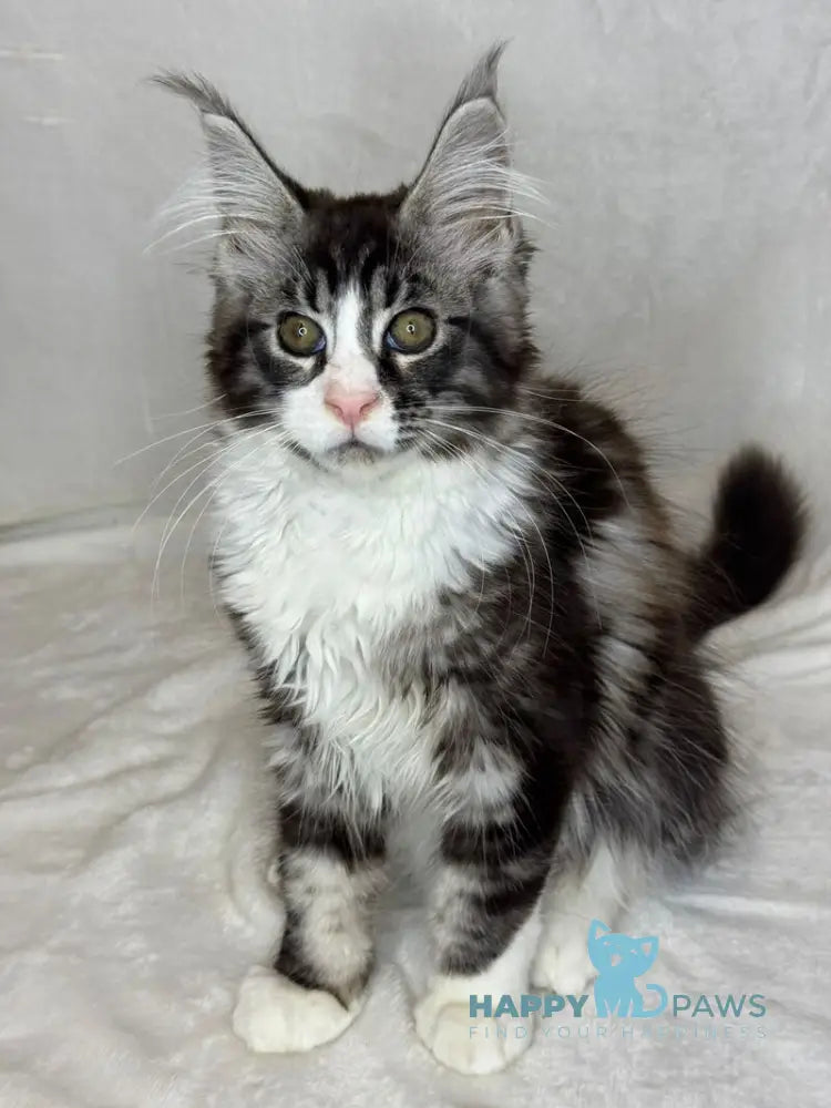 Nyusha Maine Coon female black silver bicolour live animals