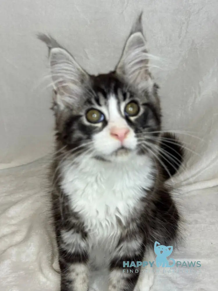 Nyusha Maine Coon female black silver bicolour live animals