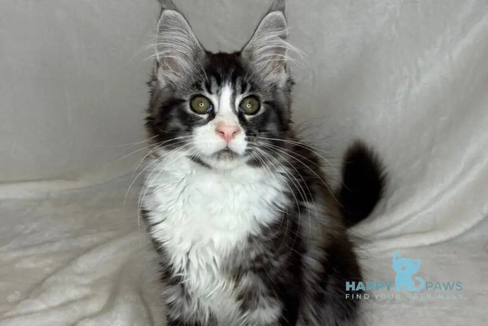 Nyusha Maine Coon female black silver bicolour live animals
