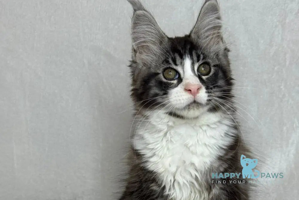 Nyusha Maine Coon female black silver bicolour live animals